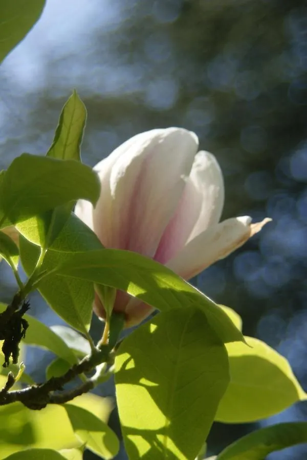 Domaine De La Licorne Bed & Breakfast Bubry